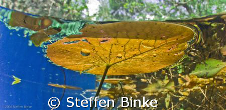 Life outside of a Cenote
 by Steffen Binke 
